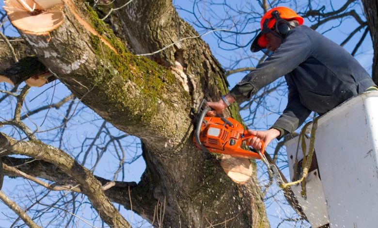 What Are The Benefits Of Professional Tree Removal?